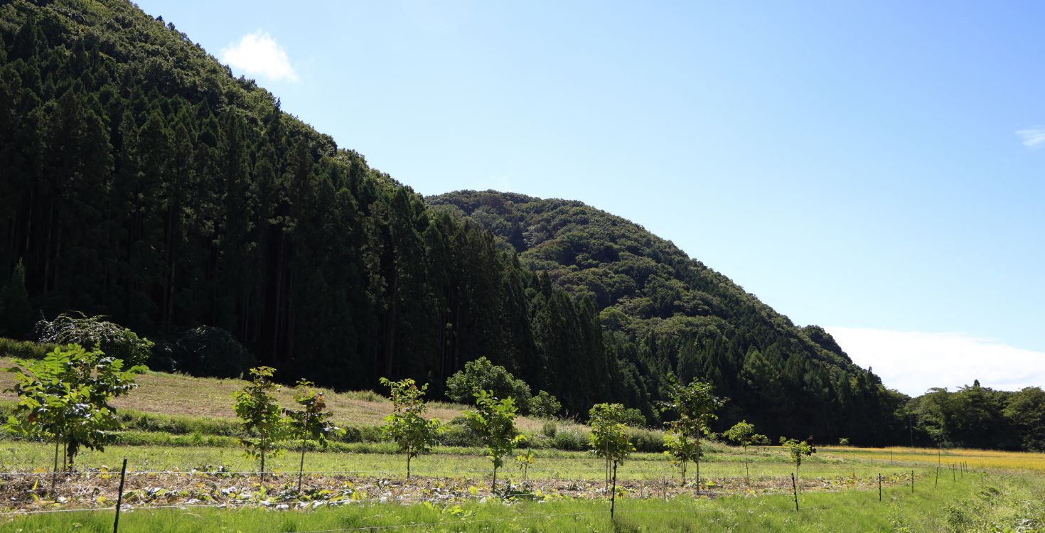 貝沼さん達が植樹を進めている漆琳